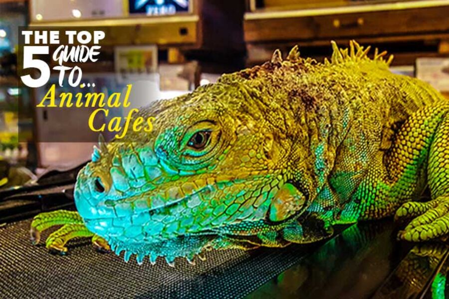 The Best Animal Cafes in Osaka
