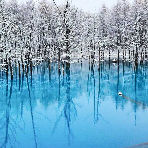 Blue Pond - Most Instagrammable Places in Hokkaido, Japan | Shirogane, Blue Pond,Blue Pond Hokkaido, Aoiike, Shirogane Blue Pond, Biei, Hokkaido, Japan – The One Hit Wander