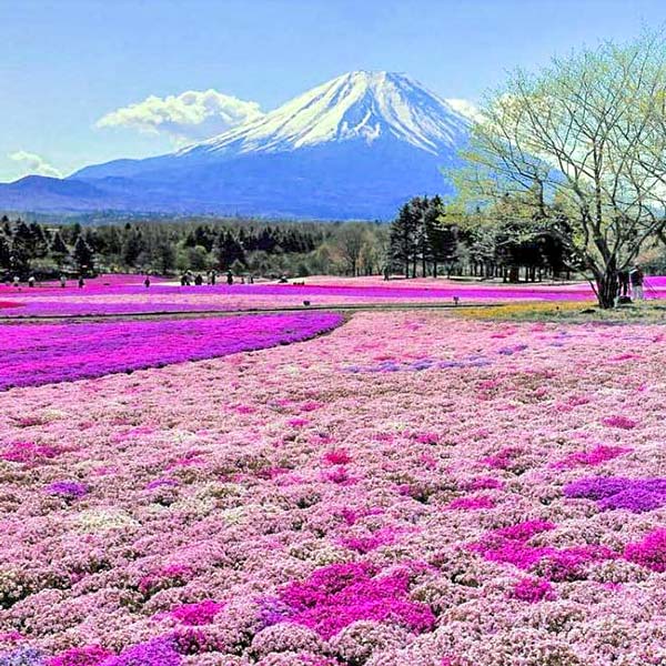 Shibazakura Festival in Hokkaido, Japan - Most Instagrammable Places in Hokkaido, Japan | Takinoue, Takinoue Park, Shibazakura, Shibazakura Festival, Sapporo, Hokkaido, Flower Festival, Phlox, Phlox flowers, Mt Fuji