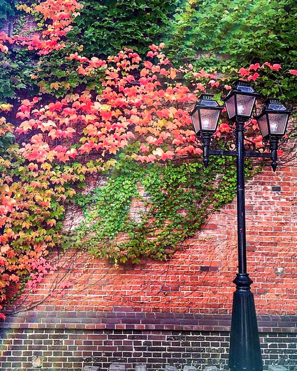 Autumn Leaves Sapporo Factory, Japan | Saporro, Renga Kan, Sapporo Brewery, Sapporo Factory Hokkaido,サッポロファクトリー, Hokkaido, Japan
