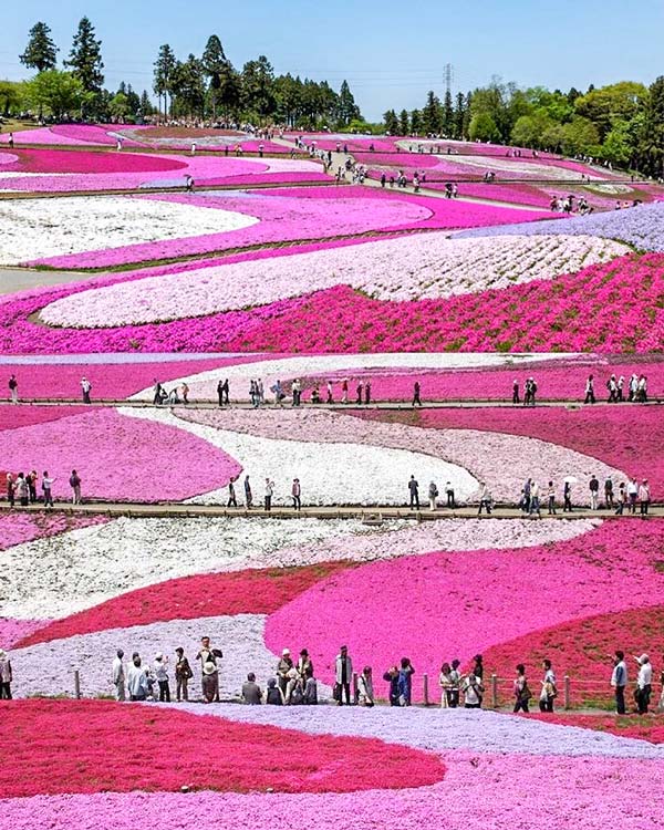 Phlox flowers in Hokkaido - Most Instagrammable Places in Hokkaido, Japan | Takinoue, Takinoue Park, Shibazakura, Shibazakura Festival, Sapporo, Hokkaido, Flower Festival