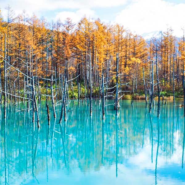 Shirogane Blue Pond - Most Instagrammable Places in Hokkaido, Japan | Shirogane, Blue Pond,Blue Pond Hokkaido, Aoiike, Shirogane Blue Pond, Biei, Hokkaido, Japan – Pink Lemonade Social Hobart