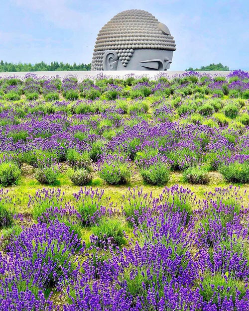 Takino Reien – The Hill of Buddha surrounded by lavender, Sapporo, Hokkaido, Japan – Tadao Ando, Takino Reien, Makaomanai, Takino Cemetery, Hill of Buddha, Sapporo, Hokkaido, Japan, 頭大仏殿, 頭大仏, Makomanai Park