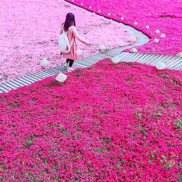 Pink Flowers in Hokkaido Japan - Most Instagrammable Places in Hokkaido, Japan | Takinoue, Takinoue Park, Shibazakura, Shibazakura Festival, Sapporo, Hokkaido, Flower Festival