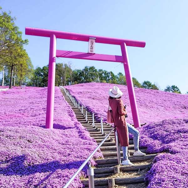 Purple Torii Gate - Most Instagrammable Places in Hokkaido, Japan | Takinoue, Takinoue Park, Shibazakura, Shibazakura Festival, Sapporo, Hokkaido, Flower FestivalPurple Shrine, Hokkaido, Japan