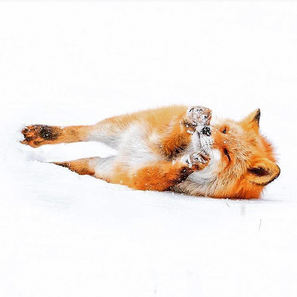 See fox in Japan, Kitsune - Most Instagrammable Places in Hokkaido, Japan | Daisetsuzan, Daisetsuzan National Park, Taisetsuzan, 大雪山, Hokkaido, Japan