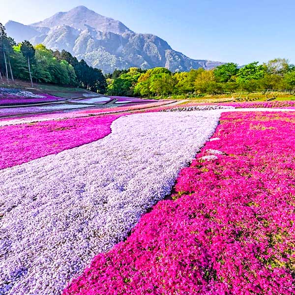 Flower Festival Hokkaido - Most Instagrammable Places in Hokkaido, Japan | Takinoue, Takinoue Park, Shibazakura, Shibazakura Festival, Sapporo, Hokkaido, Flower Festival