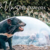Up Close with Tassie Devils at Tasmanian Devil Unzoo – Hobart