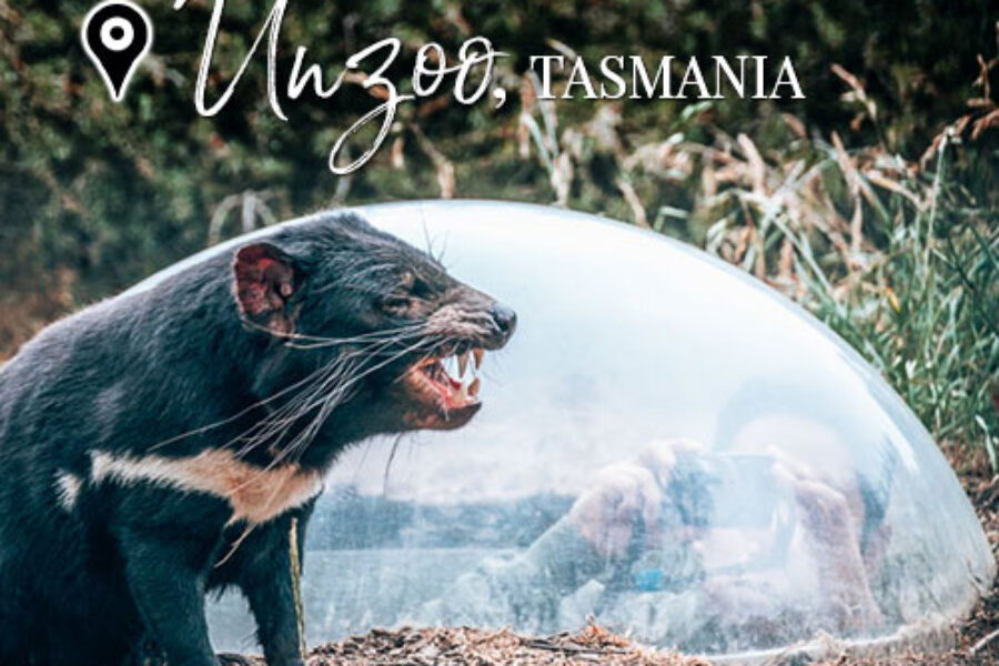 Up Close with Tassie Devils at Tasmanian Devil Unzoo – Hobart