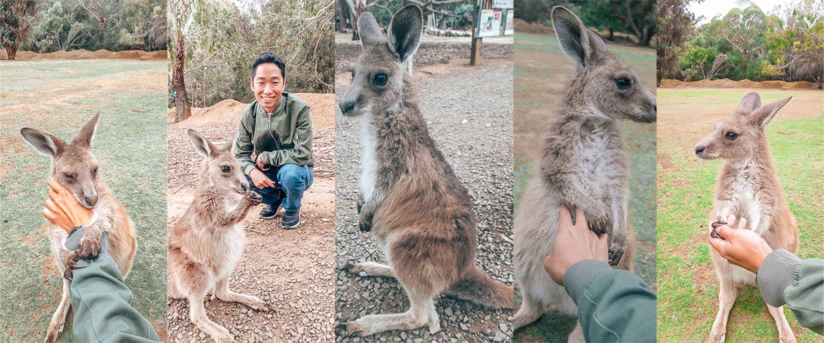 Meeting the cutest kangaroo joey at Unzoo in tasmania