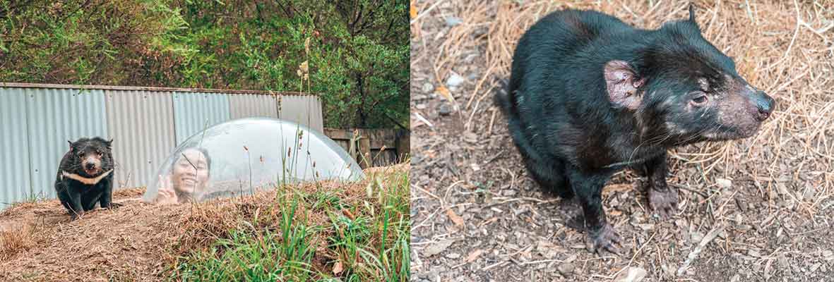 15 Tasmanian Devil Facts