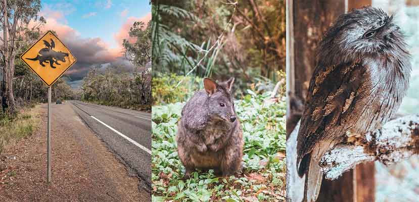 Wildlife at Tasmanian Devil Unzoo