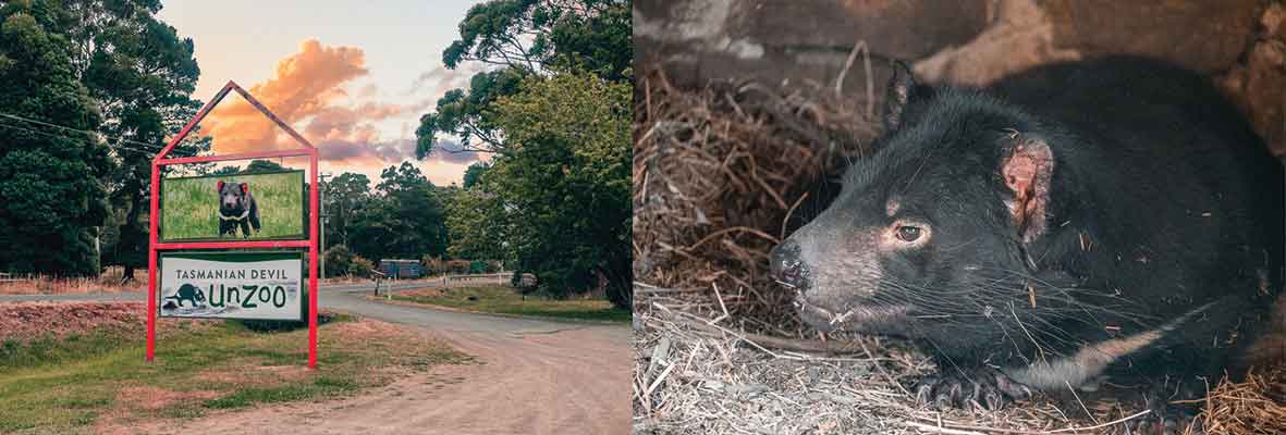 Photo of a sign for Unzoo in Hobart Tasmania alongside a close-up image of a Tasmanian devil looking directly at the camera.